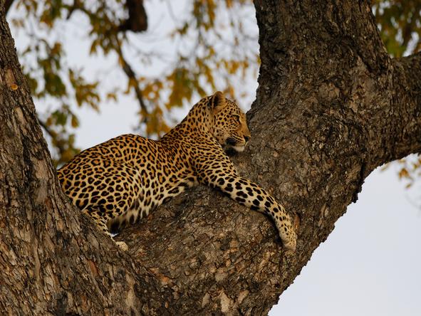 Ulusaba Cliff Lodge - Wildlife 